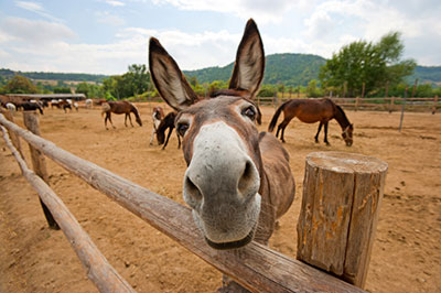 Country Care Animal Hospital