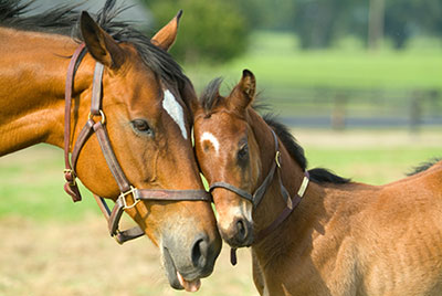 mare-and-foal sm