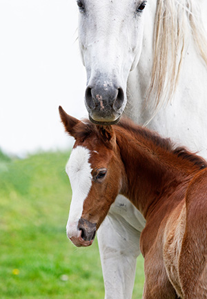 mare-foal white-chocolate